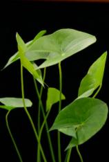 Arrowhead / Duck Potato-Sagittaria latifolia