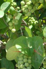 Sea Grape-Coccoloba uvifera