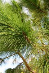 Slash Pine -Pinus elliotti