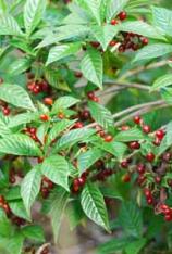 Wild Coffee-Psychotria nervosa