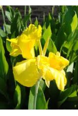 Yellow Canna-Canna flaccida