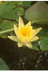Yellow Water Lily -Nymphaea mexicana