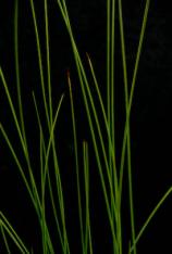 Black Needle Rush -Juncus roemerianus