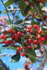 Dahoon Holly-Ilex cassine