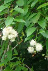 Button Bush-Cephalanthus occidentalis