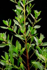 Buttonwood (Green)-Conocarpus erectus