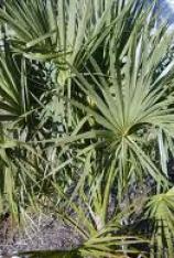 Cabbage Palm-Sabal palmetto