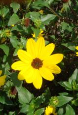 Dune Sunflower-Helianthus debilis