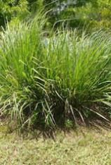 Dwarf Fakahatchee Grass-Tripsacum floridanum