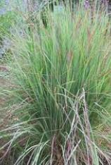 Little Bluestem-Schizachyrium scoparium