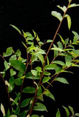Florida Elm -Ulmus americana/floridana