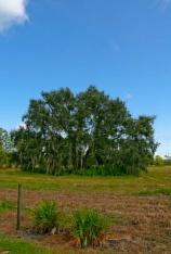 Live Oak -Quercus virginiana
