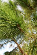 Long Leaf Pine -Pinus palustris