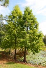 Pond Cypress -Taxodium ascendens