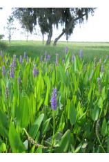 Pickerelweed-Pontederia cordata