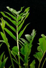 Leather Fern-Acrostichum danaeifolium