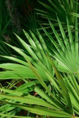 Saw Palmetto (Green)-Serenoa repens