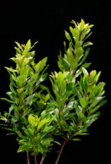 Wax Myrtle-Myrica cerifera