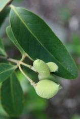 White Mangrove -Laguncularia racemosa