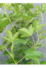 Sweetgum-Liquidambar styraciflua