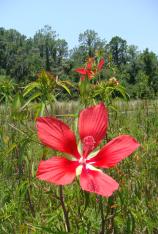 Swamp Hibiscus / Scarlet Rosemallow - Hibiscus coccineus