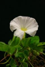 Beach Morning Glory-Ipomoea imperati