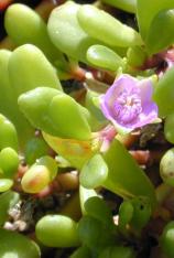 Sea Purslane-Sesuvium portulacastrum