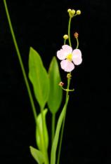 Arrowhead Lance Leaf-Sagittaria lancifolia