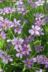 Blue Eyed Grass-	Sisyrinchium angustifolium