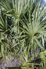 Cabbage Palm-Sabal palmetto