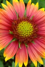 Blanket Flower-Gaillardia pulchella