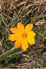 Lanceleaf Tickseed-Coreopsis lanceolata