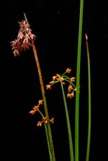 Giant Bulrush - Scirpus californicus