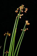 Soft Stem Bulrush-Scirpus validus