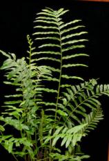 Swamp Fern-Blechnum serrulatum