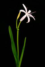 Swamp Lily -Crinum americanum