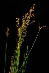 Soft Rush -Juncus effusus