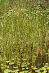 Gulf Coast/Giant Spikerush -Eleocharis cellulosa