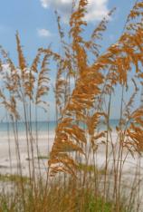 Sea Oats-Uniola paniculata