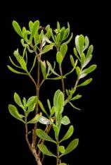 Sea Oxeye Daisy-Borrichia frutescens