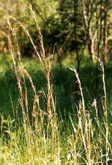 Broomsedge-Andropogon virginicus