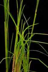 Bushy Bluestem-Andropogon glomeratus