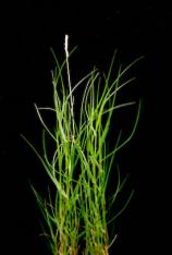 Seashore Dropseed-Sporobolus virginicus