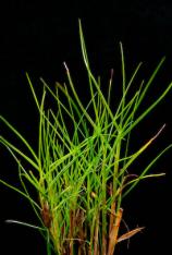 Knotgrass (Seashore Paspalum)-Paspalum vaginatum