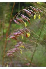 Lopsided Indian Grass-Sorghastrum secundum