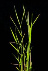 Maidencane-Panicum hemitomon