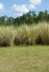 Sand Cordgrass -Spartina bakeri