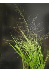 Elliotts Lovegrass -Eragrostis elliottii