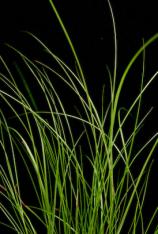 Marsh Hay Cordgrass -Spartina patens