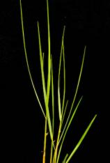 Smooth Cordgrass -Spartina alterniflora